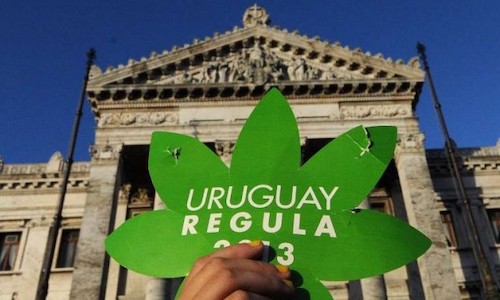 auto cultivo marihuana uruguay
